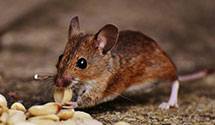 24 Hour & Emergency Exterminators in Howard, WI